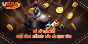 Đá Gà Cựa Sắt - Loại Hình Mới Hấp Dẫn và Kịch Tính