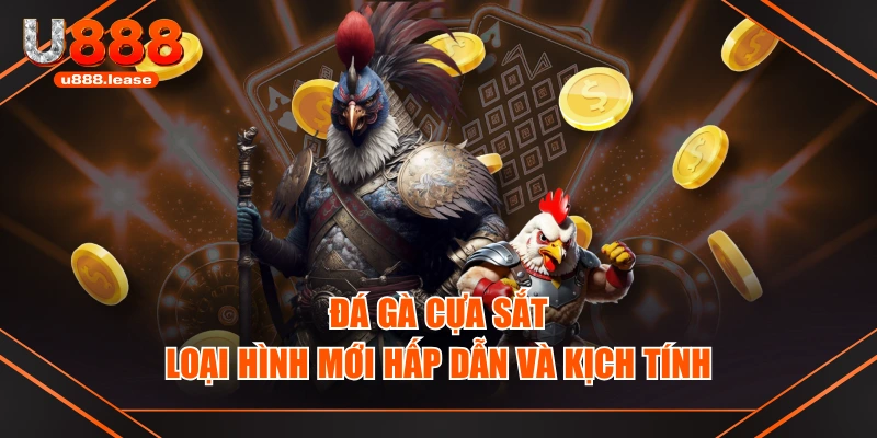 Đá Gà Cựa Sắt - Loại Hình Mới Hấp Dẫn và Kịch Tính